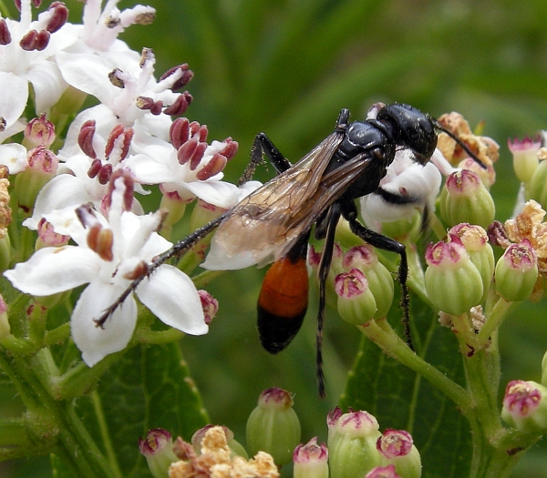 Ammophila? No. Probabile Podalonia sp.